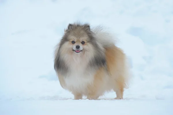 Porträtt av grädde sobel stående tysk spitz Stockfoto