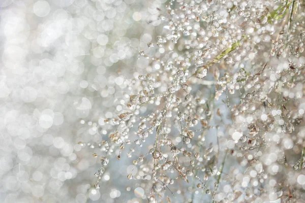 日の出の露滴とぼやけ草背景 ストック写真