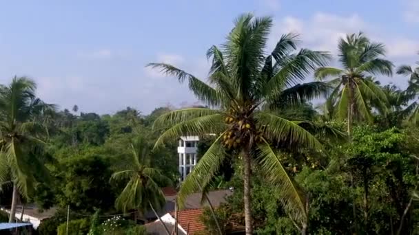 Een groen palmboom in de warme tropen — Stockvideo