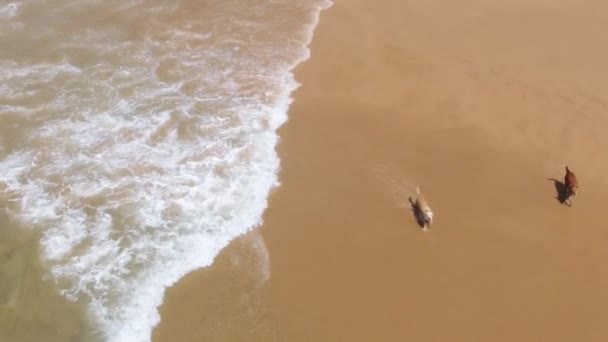 Scatto aereo al rallentatore I cani corrono lungo le onde del mare sulla spiaggia sabbiosa — Video Stock