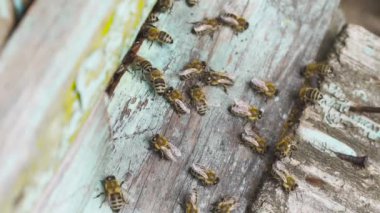 Büyük bir bal arısı sürüsü ahşap kovanın etrafında uçuyor..