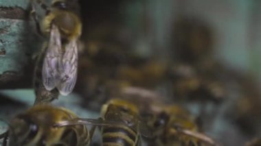 Arı sürüsü ahşap kovanlarının yakınında uçar. Bitkileri ve çiçekleri dölleyin.