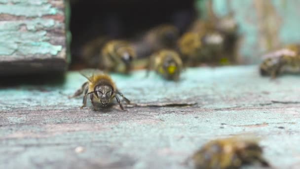 Duży rój pszczół miodnych lata w pobliżu ich drewnianego ula. Produkcja miodu — Wideo stockowe