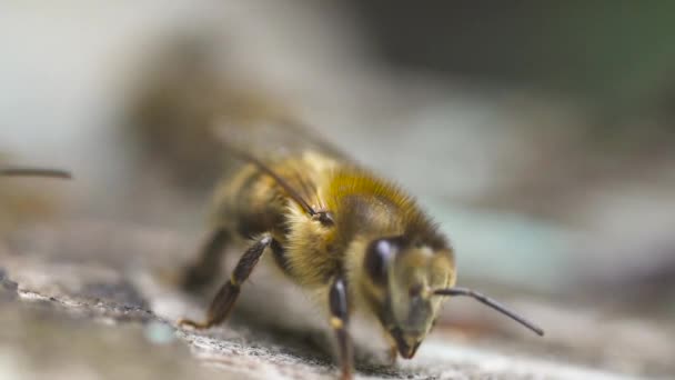 Dos abejas melíferas vuelan cerca de su colmena de madera y se arrastran por ella. Hacen miel. — Vídeos de Stock