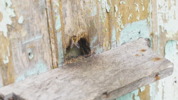 Les abeilles volent près de leur ruche en bois, rampent ensemble le long de celle-ci. Travaillez dur. . — Video