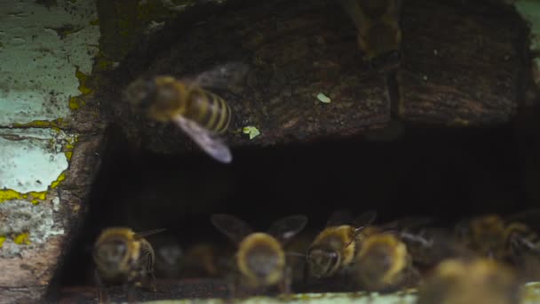 Las abejas de miel vuelan a través de un agujero en la colmena y llevan el polen recogido a sus pies — Vídeo de stock