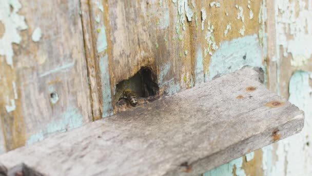 Pszczoły miodne latają blisko swojego drewnianego ula Machając skrzydłami. Pylą rośliny.. — Wideo stockowe