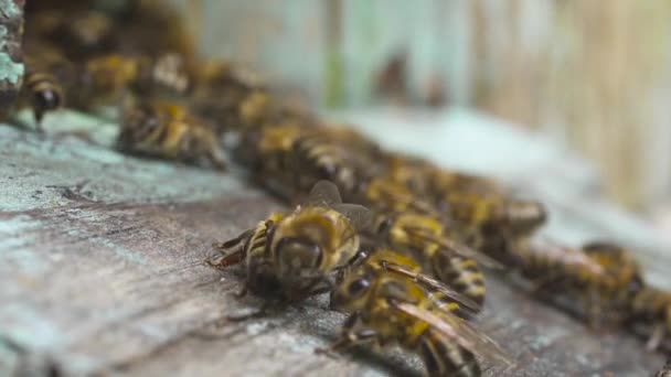 Les abeilles volent près de leur ruche en bois. Agitant leurs ailes . — Video