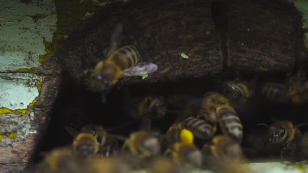 Las abejas de miel vuelan a través de un agujero en la colmena y convierten el néctar en miel — Vídeos de Stock