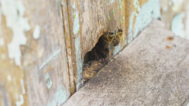 Een zwerm honingbijen vliegt in de buurt van hun houten korf en kruipt er langs. Werk hard. — Stockvideo
