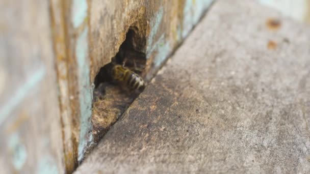 A méhek belerepülnek egy lyukba a kaptárban, és virágport hordanak a lábukon.. — Stock videók