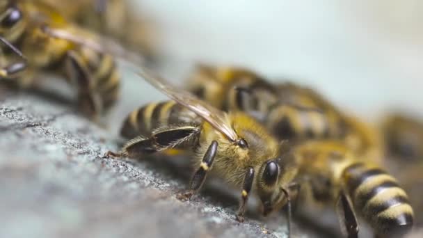 Beaucoup d'abeilles volent près de leur ruche en bois ramper le long de celui-ci. Agitant leurs ailes .