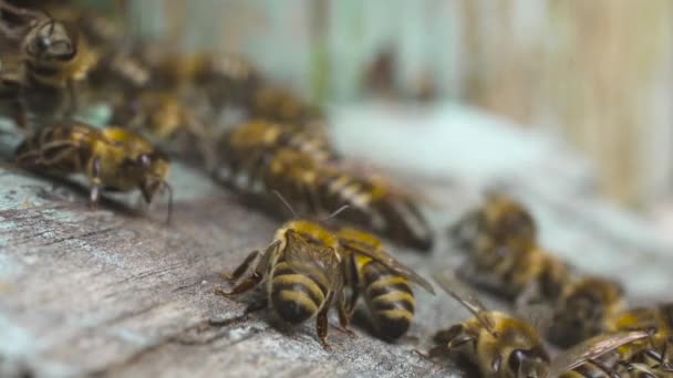Las abejas melíferas vuelan cerca de su colmena de madera, se reúnen y llevan el néctar recogido . — Vídeo de stock