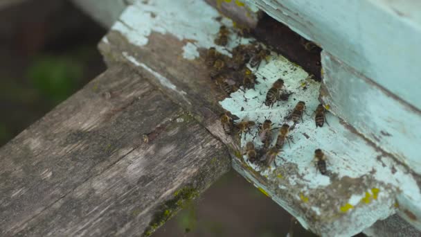 Honey bees fly into their wooden beehive. Waving wings carry flowers nectar. — Stock Video