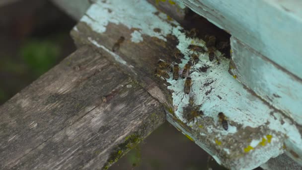 A mézelő méhek repülnek és bemásznak a fából készült méhkaptárba, növényekből származó nektárt hordoznak.. — Stock videók