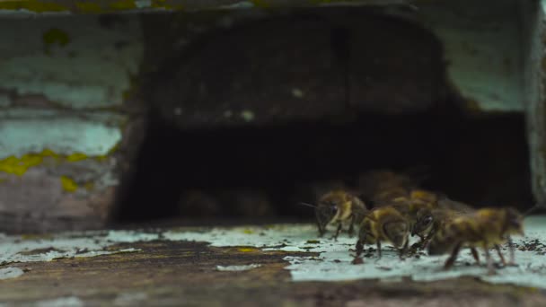 Un gran enjambre de abejas melíferas vuelan cerca de su colmena de madera y se arrastran por ella . — Vídeo de stock