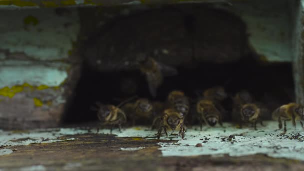 Duży rój pszczół miodnych lata w pobliżu ich drewnianego ula.. — Wideo stockowe