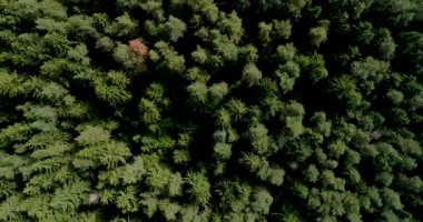 Canadian dense coniferous forest. Crowns of trees. Aerial drone shooting