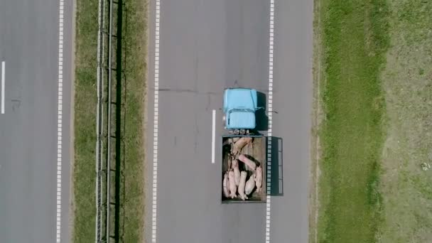 Вантажівка перевозить свиней вздовж дороги. Шосе через поле і дерева . — стокове відео