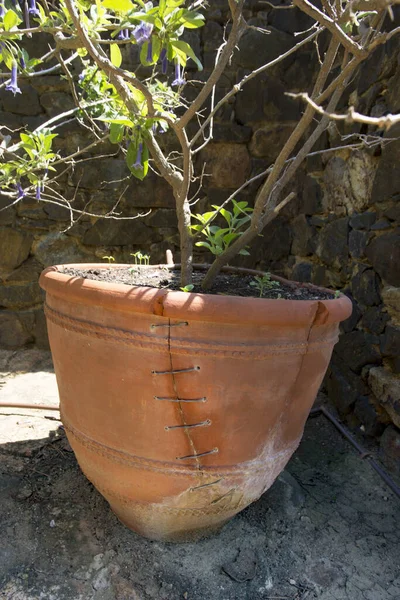 Slecht vaste externe kapotte plantenvaas buiten — Stockfoto