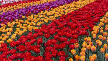 Keukenhof 'da açan laleler, dünyanın en büyük çiçek bahçesi parkı.