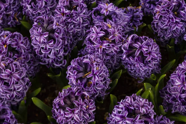 Jacintos púrpura floreciente primer plano, Keukenhof mundos más grande jardín de flores parque —  Fotos de Stock