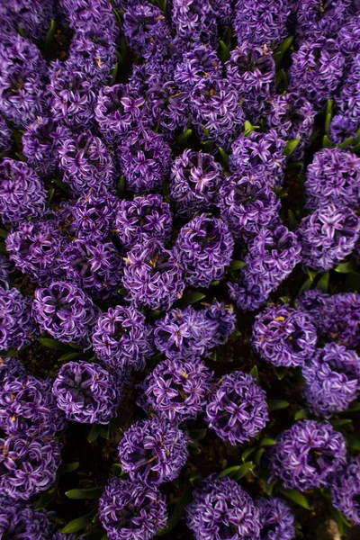 Jacintos púrpuras florecientes en Keukenhof mundos más grande jardín de flores parque Holanda — Foto de Stock