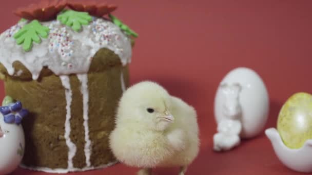 Pintainho fofo clucking perto de bolo de Páscoa, coelho e ovos coloridos. Fundo vermelho — Vídeo de Stock