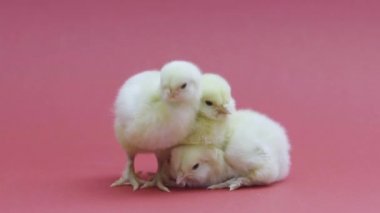 Üç komik küçük tavuk. Yumuşak paskalya piliçleri. Çiftçilik. Pembe arkaplan