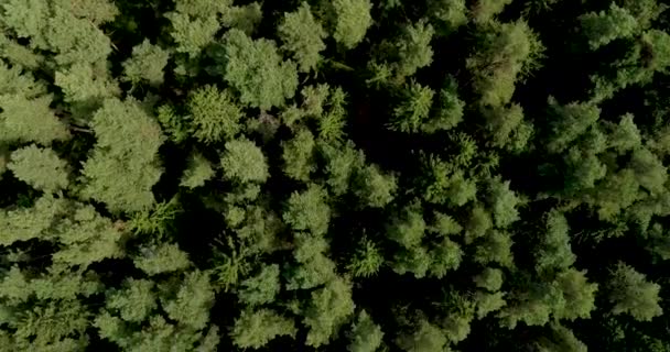 Канадські зелені сосни ростуть. Екосистема Землі. Дрони.. — стокове відео