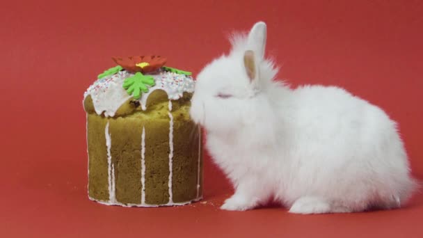 Weiße kleine Hasen essen Osterkuchen-Fudge. Roter Hintergrund. Nahaufnahme — Stockvideo