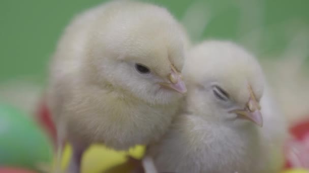 Dwa małe kurczaki trzymają się razem na wielkanocnych jajach. Zielone tło. Zamknij się. — Wideo stockowe