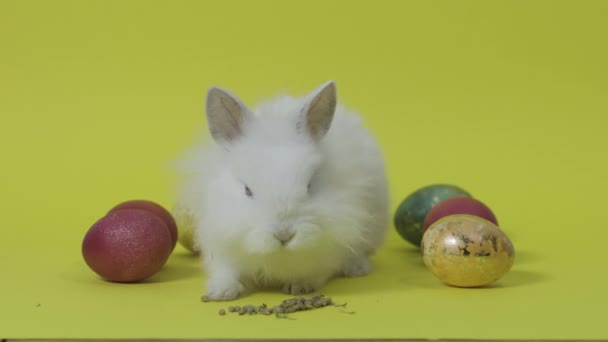 Il coniglietto pasquale mangia il cibo tra uova. Fondo giallo. Concetto vacanza Pasqua — Video Stock