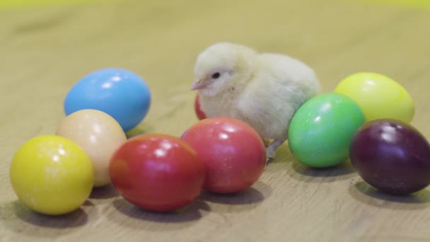 Kleine Hühner und Ostereier auf Holzgrund. Flauschige Küken. Kleiner Vogel — Stockvideo