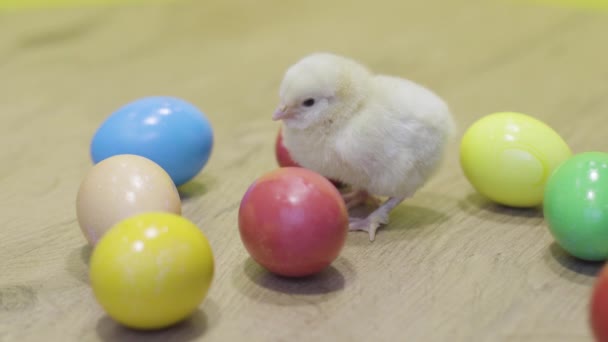 Kippengeklungel, paaseieren op houten tafel. Een pluizig wijf. Kleine vogel — Stockvideo