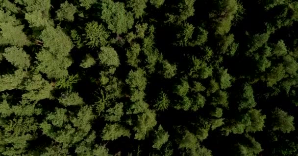 Canadian dense coniferous forest. Temperate climate. Aerial drone shooting. — Stock Video