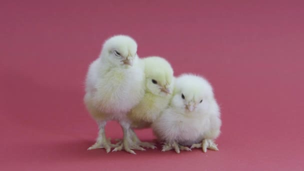 三只有趣的小黄鸡复活节的象征。蓬松的小鸡。粉色背景 — 图库视频影像
