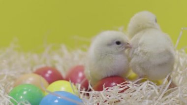 Renkli paskalya yumurtalarıyla oynayan küçük tavuklar. Sarı arka plan. Yumuşak piliç.