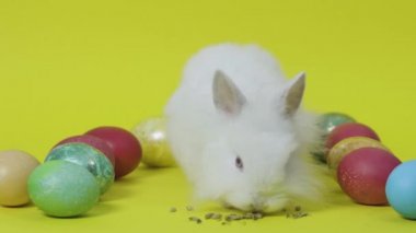 Paskalya tavşanı sarı arka planda yumurtaların arasında besleniyor. Beyaz küçük tavşan
