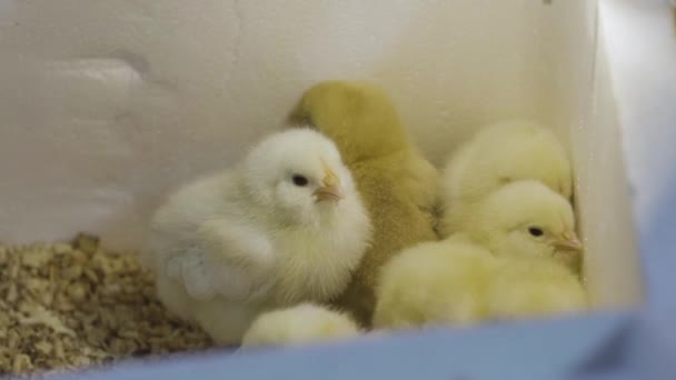 Lote recién nacido lindos pollos amarillos en gallinero de caja blanca. La agricultura. De cerca. — Vídeo de stock