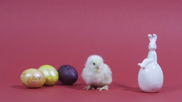 Lindo polluelo clucking, conejito de Pascua y huevos de colores. Fondo rosa. Tarjeta de vídeo — Vídeos de Stock