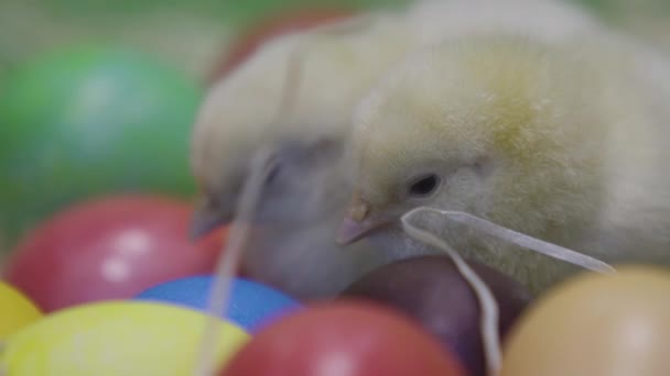 Żółte kurczaki zasypiają na kolorowych jajkach wielkanocnych. Puszyste laski. Makro — Wideo stockowe