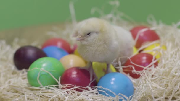 Due pulcini soffici e uova di Pasqua nel nido. Piccoli uccelli. Sfondo verde — Video Stock