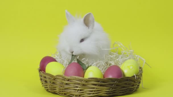 Маленький пасхальный кролик ест листья в корзине с красочными яйцами. Желтый фон — стоковое видео