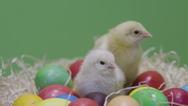 Malá kuřátka chodí na barevných velikonočních vejcích. Zelené pozadí. Chlupatá kočka — Stock video