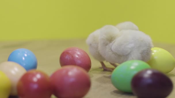 Маленькие куры и красочные пасхальные яйца на желтом фоне. Пушистые цыпочки — стоковое видео