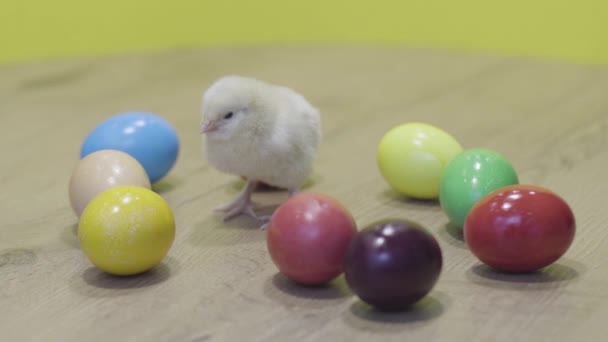 Пасхальная курица и красочные яйца, деревянный стол, желтый фон. Пушистая цыпочка — стоковое видео