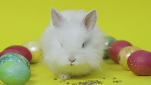 Lapin de Pâques blanc mangeant des aliments entre les œufs sur fond jaune. Gros plan — Video