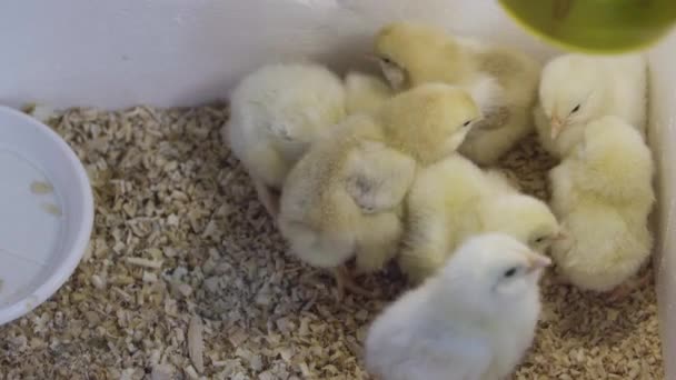 Πολλά μικρά χνουδωτά κίτρινα κοτόπουλα στο κοτέτσι του λευκού κουτιού. Καλλιέργεια. Κλείσε. — Αρχείο Βίντεο