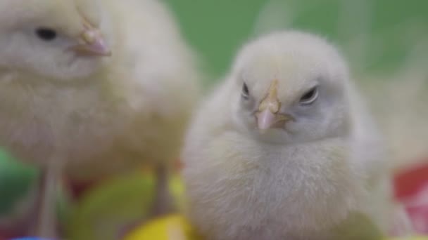 Twee kleine kippen nestelen zich op paaseieren. Groene achtergrond. Blauwe wijting — Stockvideo